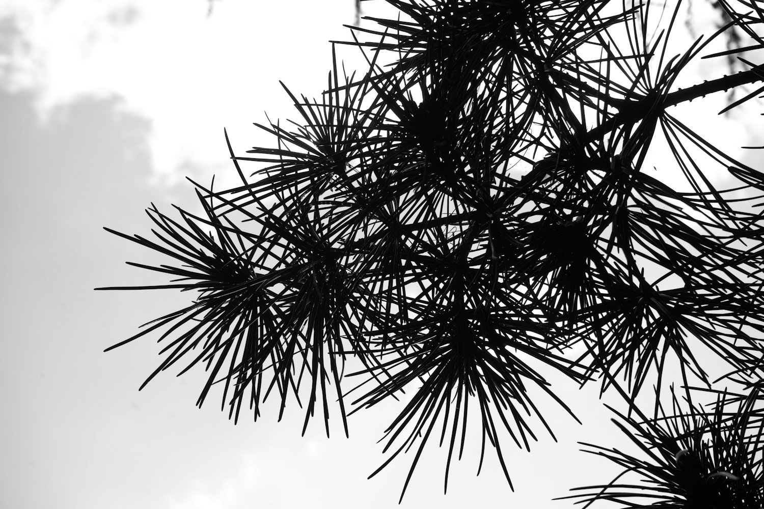 Pine needles in silhouette against a pale sky.